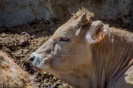 Téléchargez les photos : Pâturage de vaches dans les montagnes des Pyrénées. Photo de haute qualité - en image libre de droit