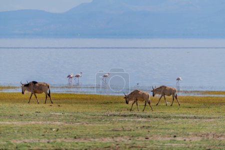 Photo for Wild Thomsons gazelles in the African savannah. High quality photo - Royalty Free Image