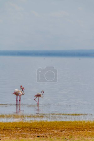 Photo for Wild flamingos in the African savannah. High quality photo - Royalty Free Image