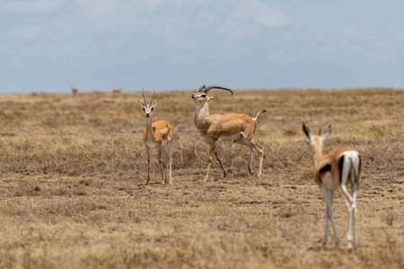 Téléchargez les photos : Gazelles Thomsons sauvages dans la savane africaine. Photo de haute qualité - en image libre de droit