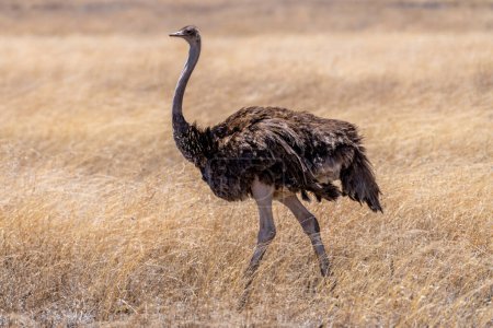 Foto de Wild ostrich in Serengeti national park. High quality photo - Imagen libre de derechos