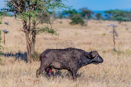 Photo for Wild buffalo in Serengeti National Park. High quality photo - Royalty Free Image
