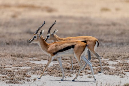 Photo for Wild Thomsons gazelles in serengeti national park. High quality photo - Royalty Free Image