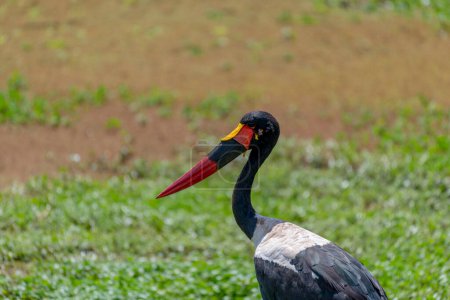 Téléchargez les photos : Oiseaux sauvages dans la savane d'Afrique. Photo de haute qualité - en image libre de droit