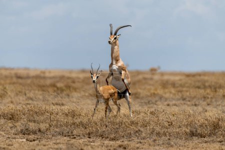 Foto de Gacelas Thomsons salvajes en la sabana africana. Foto de alta calidad - Imagen libre de derechos