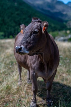 Foto de Cow grazing in the mountains of the Pyrenees. High quality photo - Imagen libre de derechos
