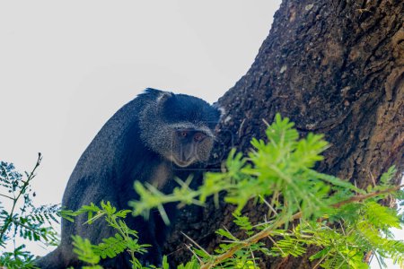 Foto de Monos salvajes en la sabana africana. Foto de alta calidad - Imagen libre de derechos