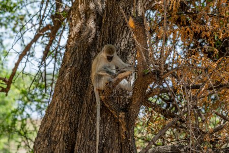 Foto de Paisaje de Savannah en el Parque Nacional del Serengeti. Foto de alta calidad - Imagen libre de derechos