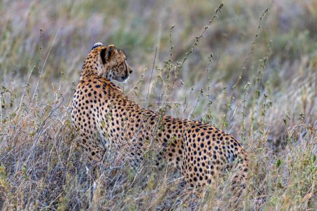 Téléchargez les photos : Wild cheetah in serengeti national park. High quality photo - en image libre de droit