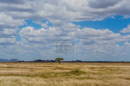 Téléchargez les photos : Paysage de savane dans le parc national du Serengeti. Photo de haute qualité - en image libre de droit