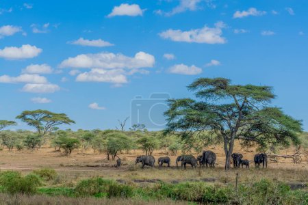 Photo for Wild elephants in Serengeti national park. High quality photo - Royalty Free Image