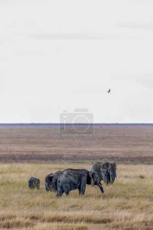 Foto de Elefantes salvajes en el Parque Nacional del Serengeti. Foto de alta calidad - Imagen libre de derechos