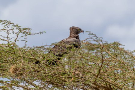 Photo for Wild birds in Serengeti National Park. High quality photo - Royalty Free Image