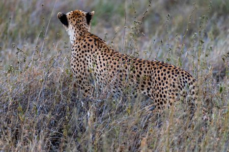 Photo for Wild cheetah in serengeti national park. High quality photo - Royalty Free Image
