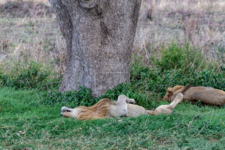 Téléchargez les photos : Wild lion in the Serengeti National Park in the heart of Africa. High quality photo - en image libre de droit