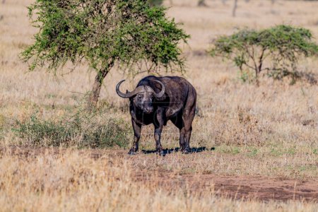 Téléchargez les photos : Buffle sauvage dans le parc national du Serengeti. Photo de haute qualité - en image libre de droit