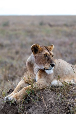 Photo for Wild lioness in the Serengeti National Park in the heart of Africa. High quality photo - Royalty Free Image