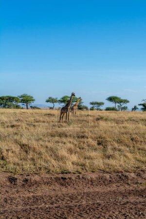Photo for Wild giraffe in Serengeti National Park in the heart of Africa. High quality photo - Royalty Free Image