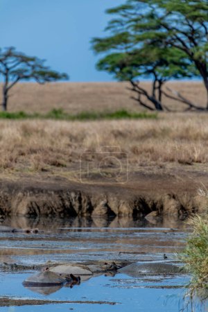 Photo for Wild hippos in Serengeti national park. High quality photo - Royalty Free Image