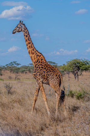 Foto de Wild giraffe in Serengeti National Park in the heart of Africa. High quality photo - Imagen libre de derechos