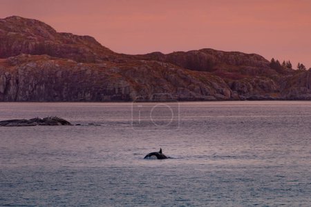 Photo for Wild killer whales in Lofoten islands, Norway. High quality photo - Royalty Free Image