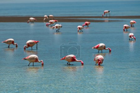 Photo for Wild fauna in the red lagoon in the bolivian altiplano. High quality photo - Royalty Free Image