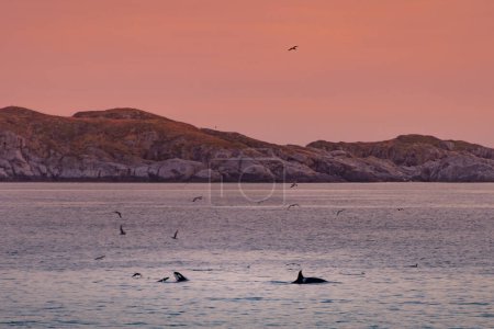 Photo for Wild killer whales in Lofoten islands, Norway. High quality photo - Royalty Free Image
