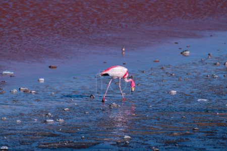 Foto de Fauna silvestre en la laguna roja del altiplano boliviano. Foto de alta calidad - Imagen libre de derechos