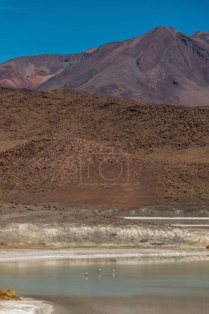 Foto de Fauna silvestre en la laguna roja del altiplano boliviano. Foto de alta calidad - Imagen libre de derechos