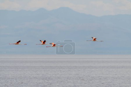 Téléchargez les photos : Wild flamingos in the African savannah. High quality photo - en image libre de droit