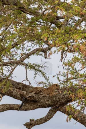 Wild leopard in Serengeti national park. High quality photo