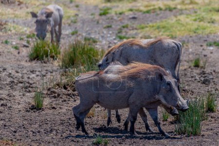 Téléchargez les photos : Pumba sauvage dans le parc national du Serengeti - en image libre de droit