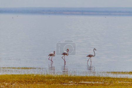 Téléchargez les photos : Wild flamingos in the African savannah. High quality photo - en image libre de droit