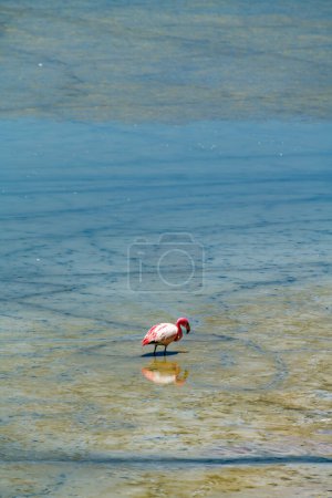 Photo for Wild fauna in the red lagoon in the bolivian altiplano. High quality photo - Royalty Free Image