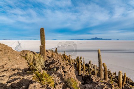 Téléchargez les photos : Cactus île dans le salar de uyuni dans l'altiplano bolivien. Photo de haute qualité - en image libre de droit