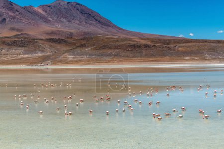 Téléchargez les photos : Faune sauvage dans la lagune rouge de l'altiplano bolivien. Photo de haute qualité - en image libre de droit