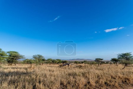 Foto de Paisaje de Savannah en el Parque Nacional del Serengeti. Foto de alta calidad - Imagen libre de derechos