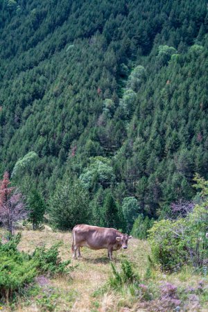 Photo for Cow grazing in the mountains of the Pyrenees. High quality photo - Royalty Free Image