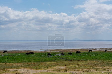 Foto de Búfalo salvaje en el Parque Nacional del Serengeti. Foto de alta calidad - Imagen libre de derechos