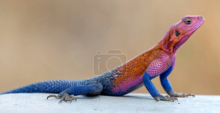 Photo for Lizard basking in the sun in serengeti national park. High quality photo - Royalty Free Image