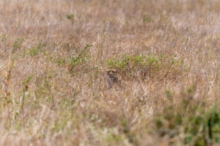 Foto de Wild cheetah in serengeti national park. High quality photo - Imagen libre de derechos
