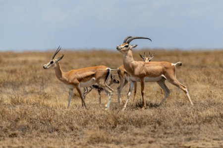 Foto de Gacelas de Thomson salvaje en el parque nacional Serengeti. Foto de alta calidad - Imagen libre de derechos