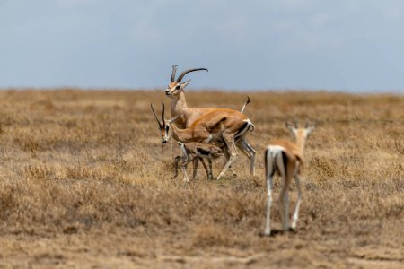 Photo for Wild Thomson's gazelles in serengeti national park. High quality photo - Royalty Free Image