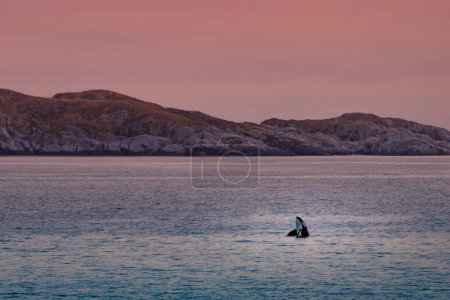 Foto de Ballenas asesinas salvajes en las islas Lofoten, Noruega. Foto de alta calidad - Imagen libre de derechos