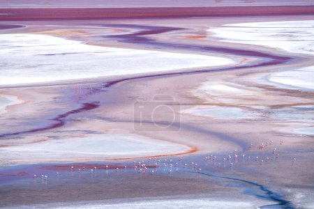 Téléchargez les photos : Faune sauvage dans la lagune rouge de l'altiplano bolivien. Photo de haute qualité - en image libre de droit