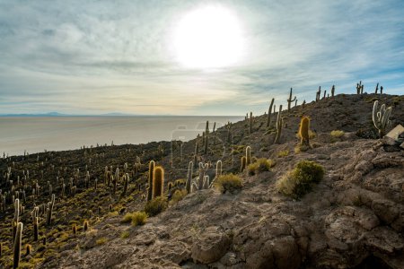 Photo for Cactus island in the salar de uyuni in the bolivian altiplano. High quality photo - Royalty Free Image