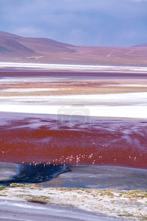 Wild fauna in the red lagoon in the bolivian altiplano. High quality photo