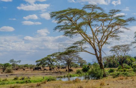 Foto de Savannah landscape in Serengeti National Park. High quality photo - Imagen libre de derechos