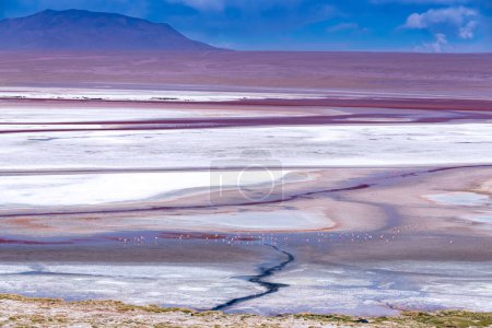 Fauna silvestre en la laguna roja del altiplano boliviano. Foto de alta calidad