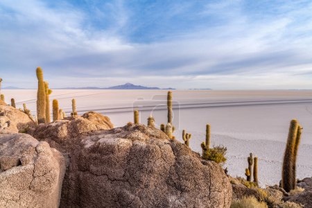 Foto de Isla de cactus en el salar de uyuni en el altiplano boliviano. Foto de alta calidad - Imagen libre de derechos
